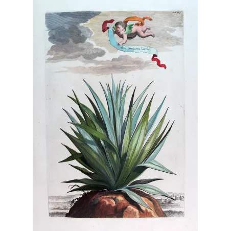 Purple Aloe – Abraham Munting Antique Botanical Engraving