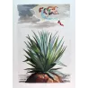 Purple Aloe (Aloe purpurea) – Original Hand-Colored Engraving by Abraham Munting, Antique Botanical Print (1696)