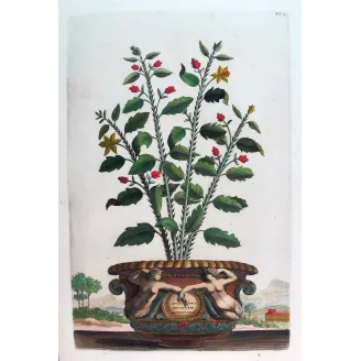 Spina Bifaria – Abraham Munting Antique Botanical Engraving