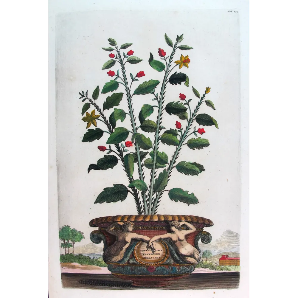Spina Bifaria – Abraham Munting Antique Botanical Engraving