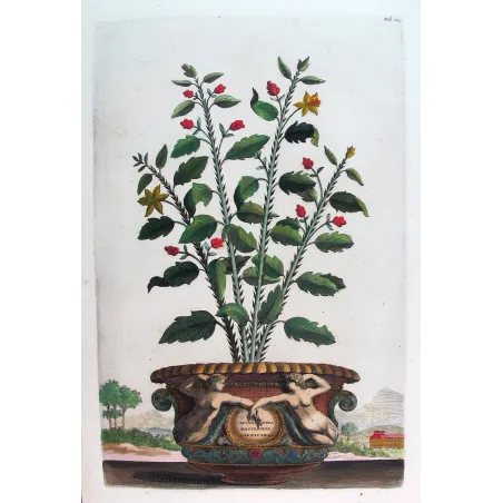 Spina Bifaria – Abraham Munting Antique Botanical Engraving