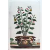 Spina Bifaria (Spina bifaria frutescens americana) – Original Hand-Colored Engraving by Abraham Munting, Antique Botanical Print