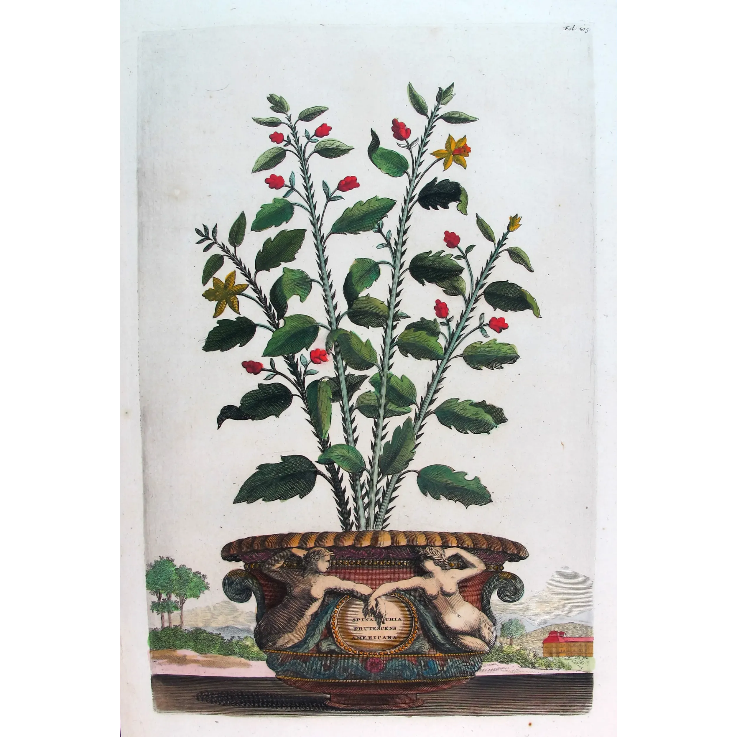 Spina Bifaria – Abraham Munting Antique Botanical Engraving