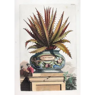 aloe-ferox-abraham-munting-antique-botanical-print
