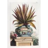 Aloe Ferox (Aloe ferox) – Original Hand-Colored Engraving by Abraham Munting, Antique Botanical Print (1696)