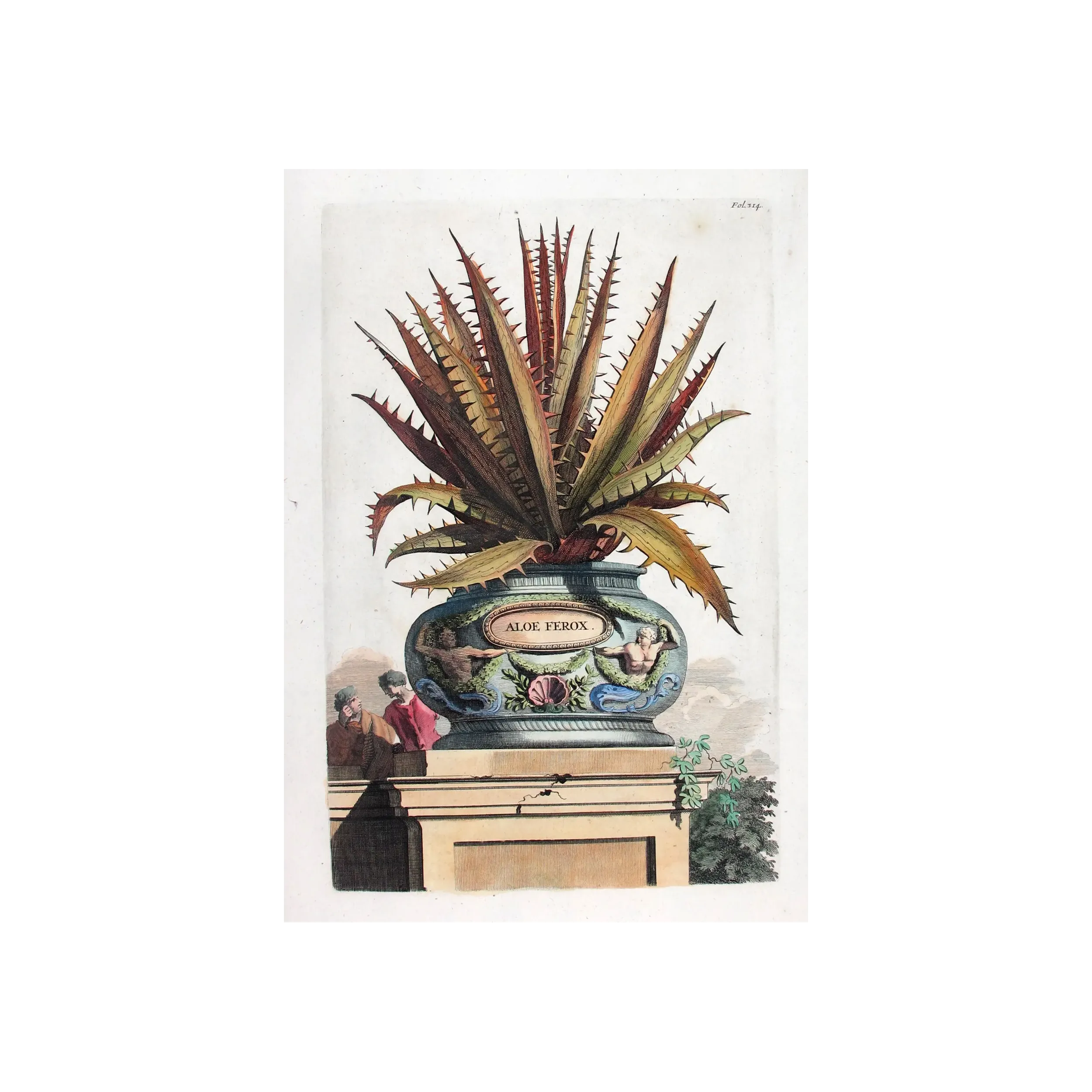 aloe-ferox-abraham-munting-antique-botanical-print