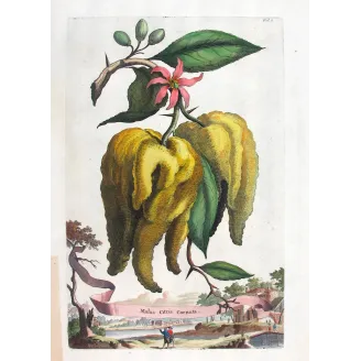 Horned Citrus – Abraham Munting Antique Botanical Engraving