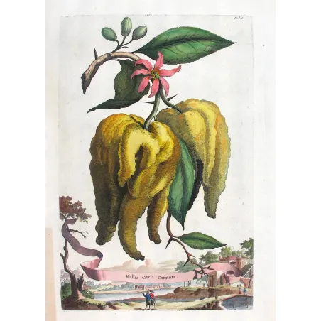 Horned Citrus – Abraham Munting Antique Botanical Engraving