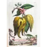 Horned Citrus Fruit (Malus citria cornuta) – Original Hand-Colored Engraving by Abraham Munting, Antique Botanical Print