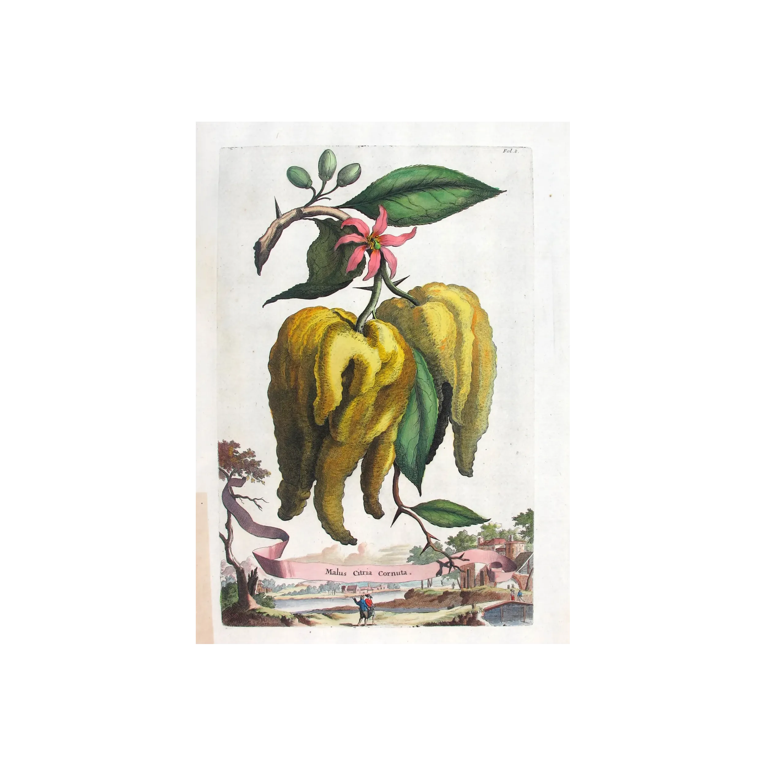 Horned Citrus – Abraham Munting Antique Botanical Engraving