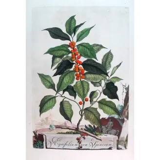 Non-Spiny Holly – Munting Antique Botanical Engraving