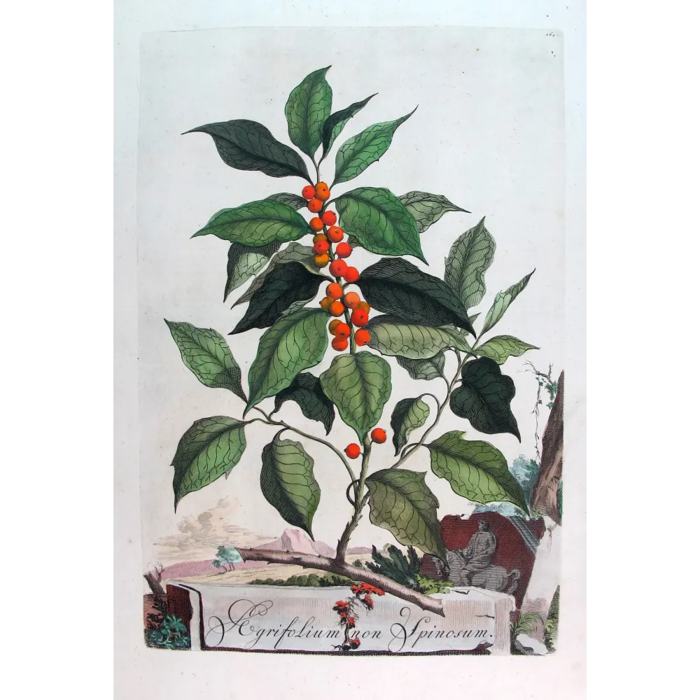 Non-Spiny Holly – Munting Antique Botanical Engraving