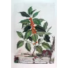 Agrifolium (Ilex) Non-Spiny Holly – Abraham Munting, Antique Botanical Engraving (1696)