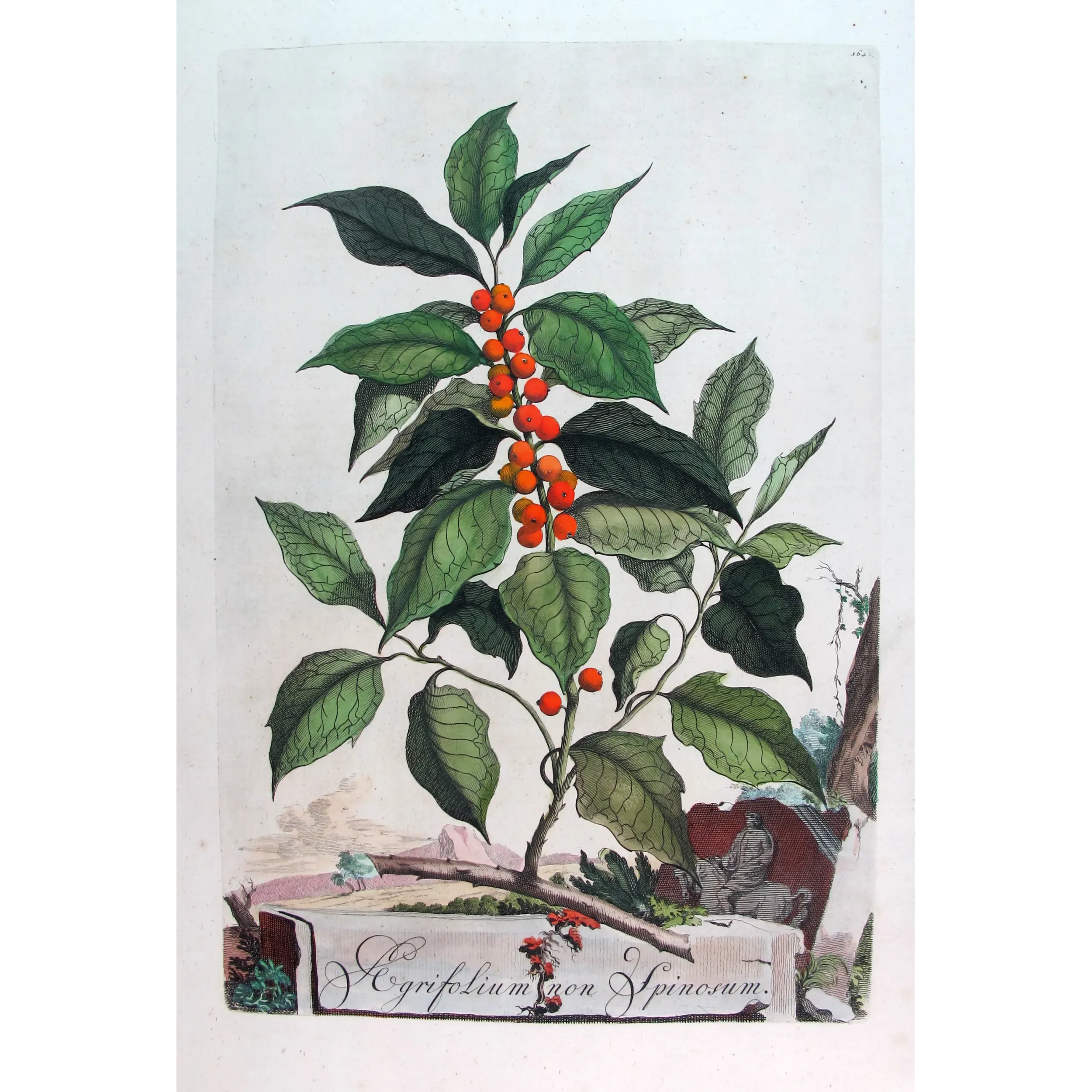 Non-Spiny Holly – Munting Antique Botanical Engraving