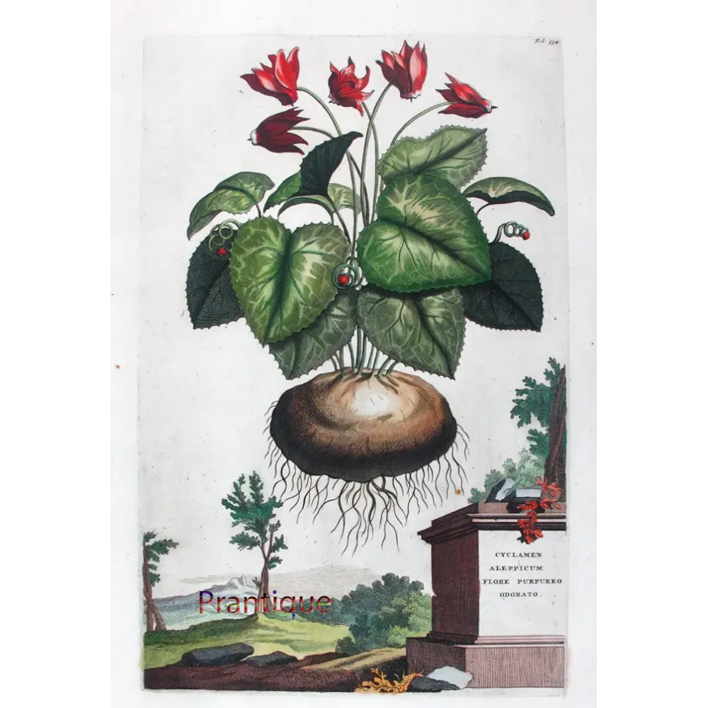 Cyclamen – Munting Antique Botanical Engraving