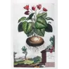 Cyclamen (Cyclamen alepicum) – Abraham Munting Antique Botanical Engraving (1696)