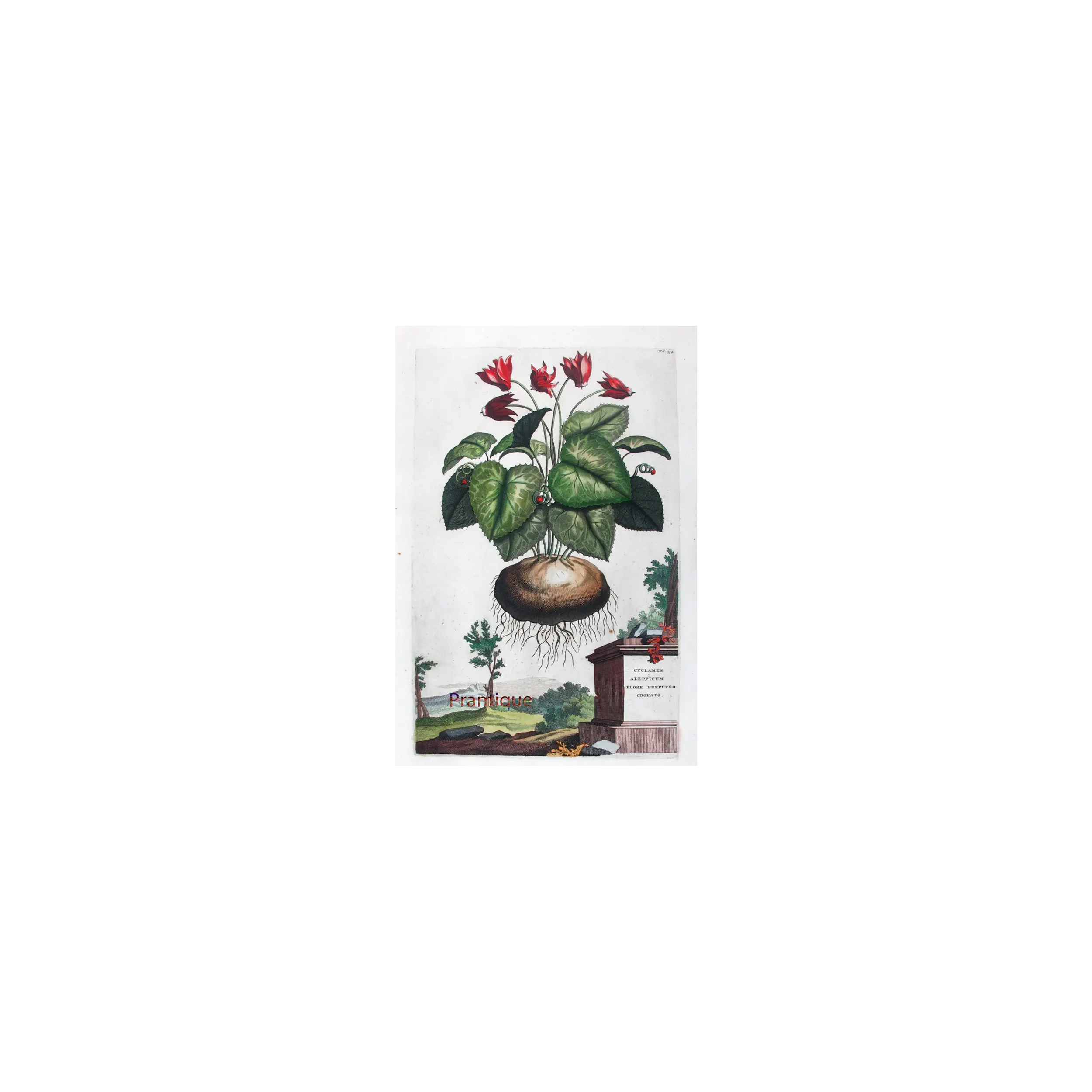 Cyclamen – Munting Antique Botanical Engraving