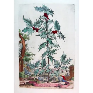 Golden Holly – Munting Antique Botanical Engraving