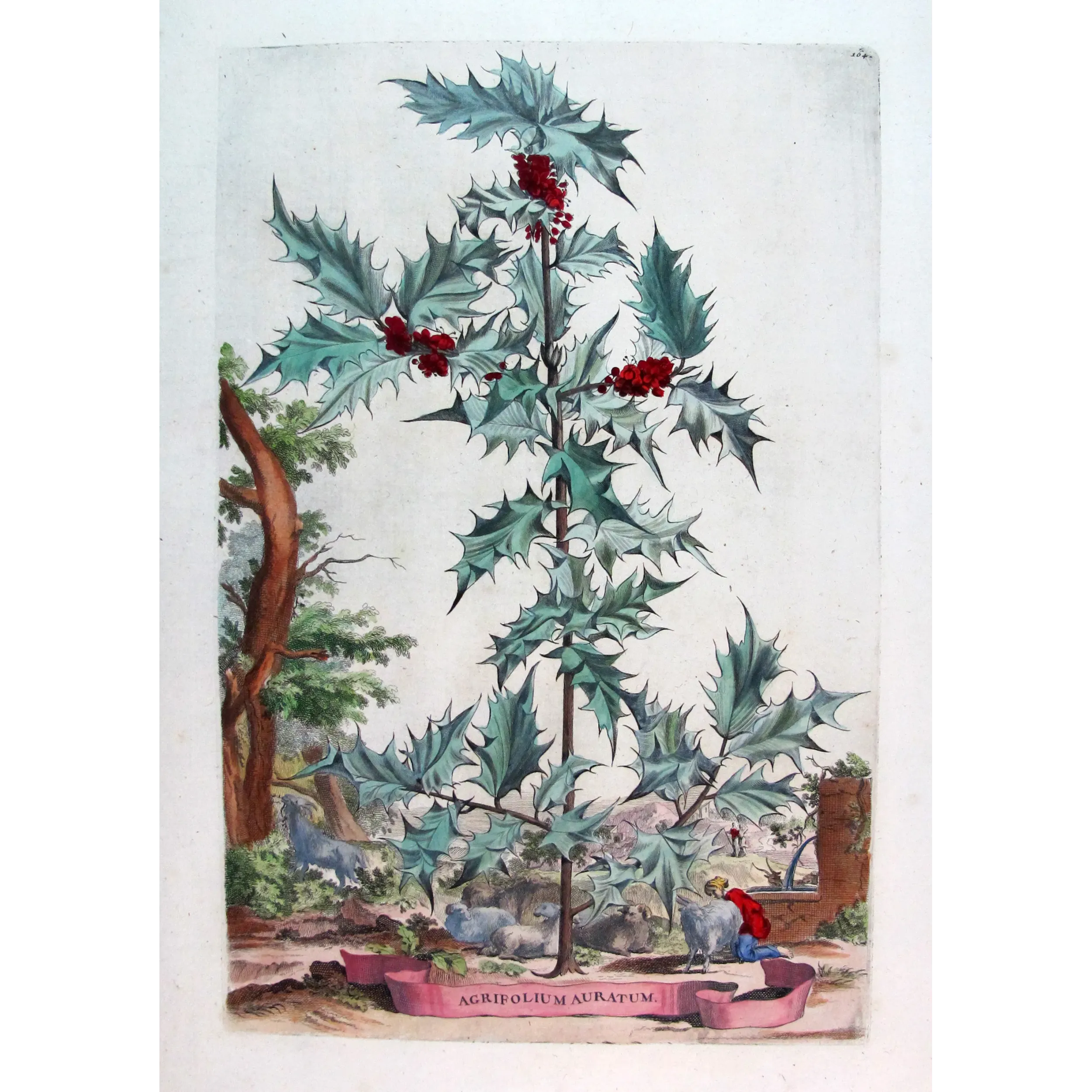 Golden Holly – Munting Antique Botanical Engraving
