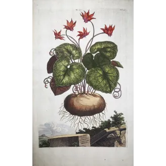 Cyclamen europaeum – Munting Antique Botanical Engraving (1696)