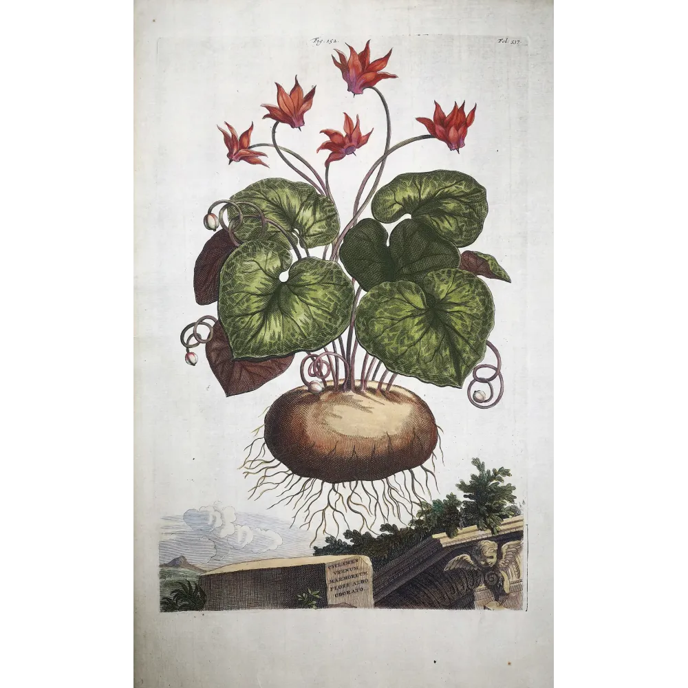 Cyclamen europaeum – Munting Antique Botanical Engraving (1696)