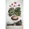 Cyclamen Plant (Cyclamen europaeum) – 17th-Century Hand-Colored Botanical Engraving by Abraham Munting