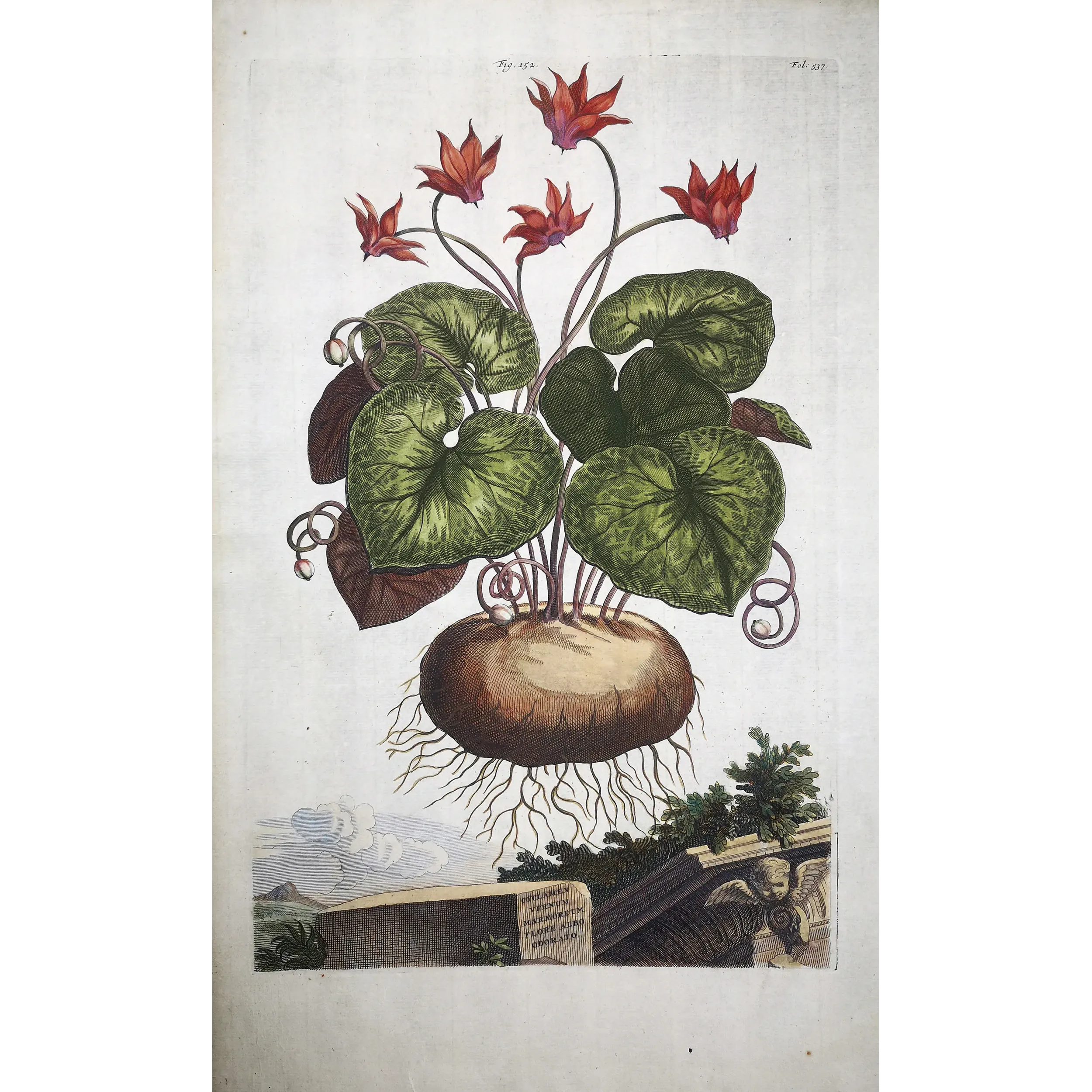 Cyclamen europaeum – Munting Antique Botanical Engraving (1696)