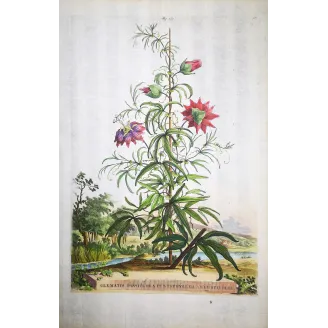 Clematis Vine – Munting Antique Botanical Engraving (1696)