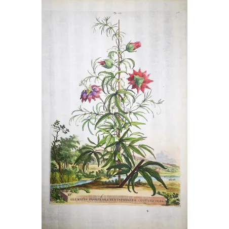 Clematis Vine – Munting Antique Botanical Engraving (1696)