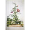 Clematis Vine (Clematis sp.) – Antique Hand-Colored Botanical Engraving by Abraham Munting (1696)