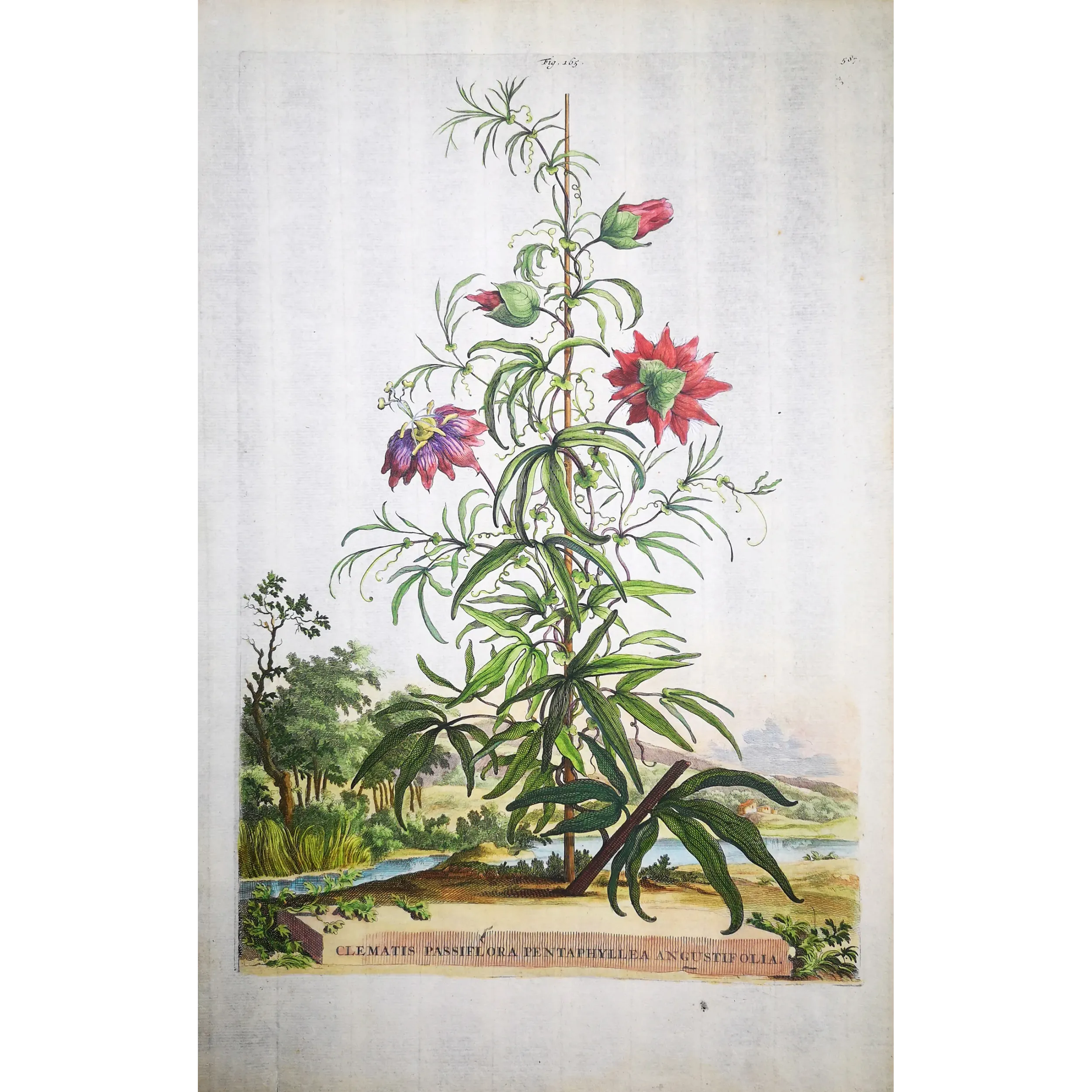 Clematis Vine – Munting Antique Botanical Engraving (1696)