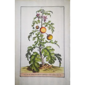 Spiny Solanum – Munting Antique Botanical Engraving (1696)