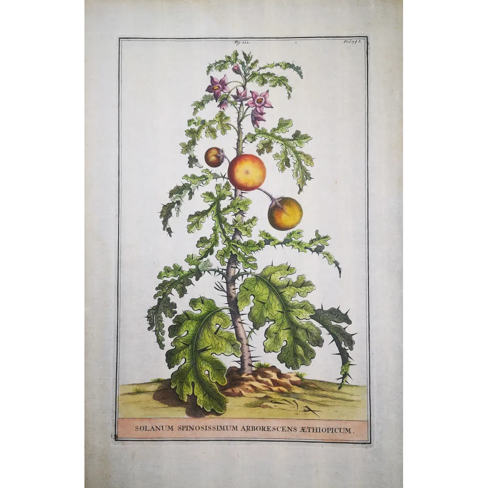 Spiny Solanum – Munting Antique Botanical Engraving (1696)