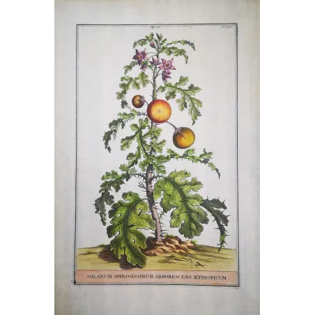 Spiny Solanum – Munting Antique Botanical Engraving (1696)