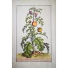 Spiny Solanum (Solanum aethiopicum) – Antique Hand-Colored Botanical Engraving by Abraham Munting (1696)