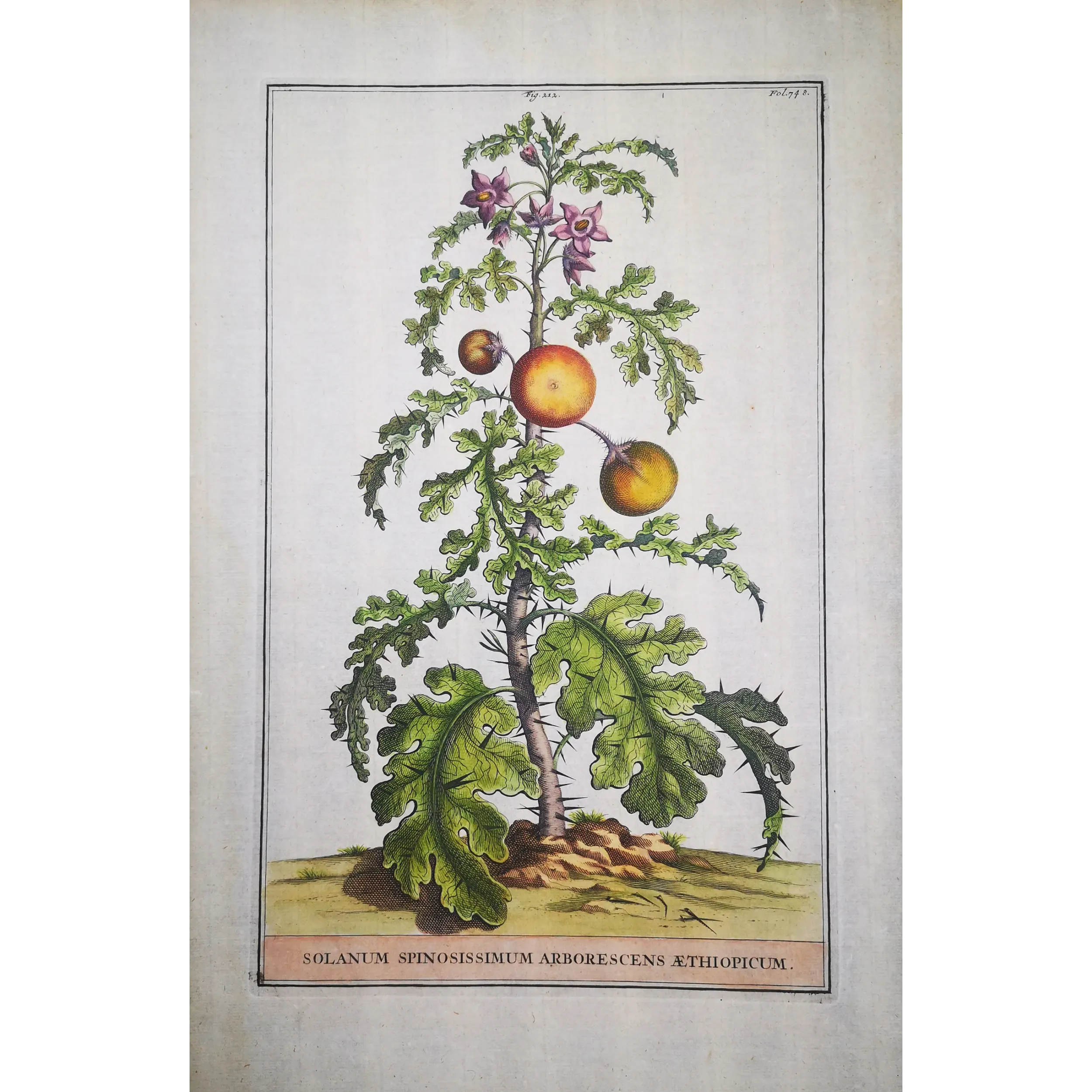 Spiny Solanum – Munting Antique Botanical Engraving (1696)