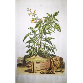 Salvia lutea – Munting Antique Botanical Engraving (1696)