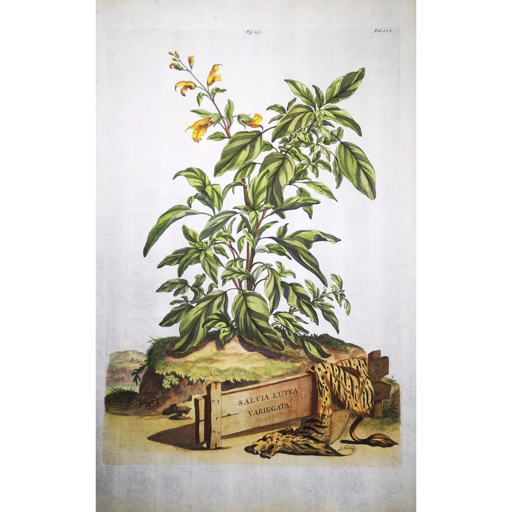 Salvia lutea – Munting Antique Botanical Engraving (1696)