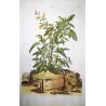 Yellow Sage (Salvia lutea) – Antique Hand-Colored Botanical Engraving by Abraham Munting (1696)