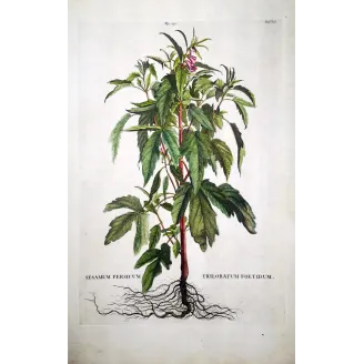 Sesame Plant – Munting Antique Botanical Engraving (1696)