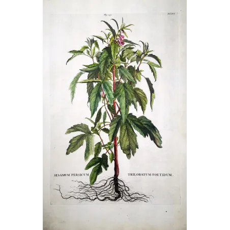 Sesame Plant – Munting Antique Botanical Engraving (1696)