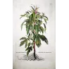 Sesame Plant (Sesamum indicum) – Antique Hand-Colored Botanical Engraving by Abraham Munting (1696)