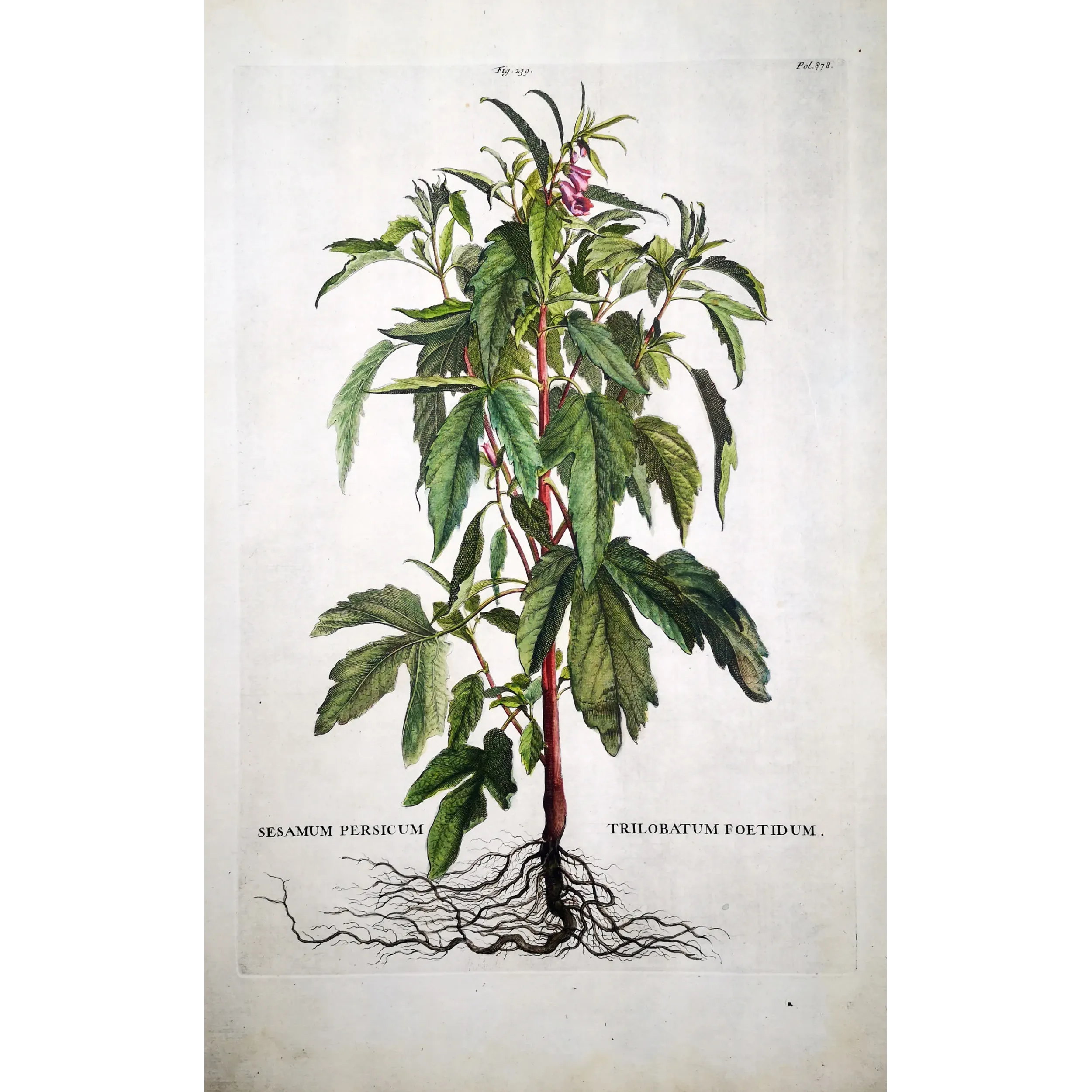 Sesame Plant – Munting Antique Botanical Engraving (1696)