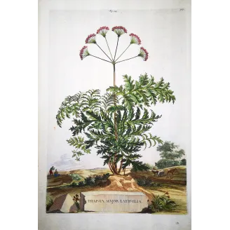 Thapsia Major – Munting Antique Botanical Engraving (1696)