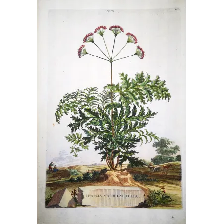 Thapsia Major – Munting Antique Botanical Engraving (1696)