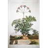 Thapsia Major (Thapsia latifolia) – Antique Hand-Colored Botanical Engraving by Abraham Munting (1696)