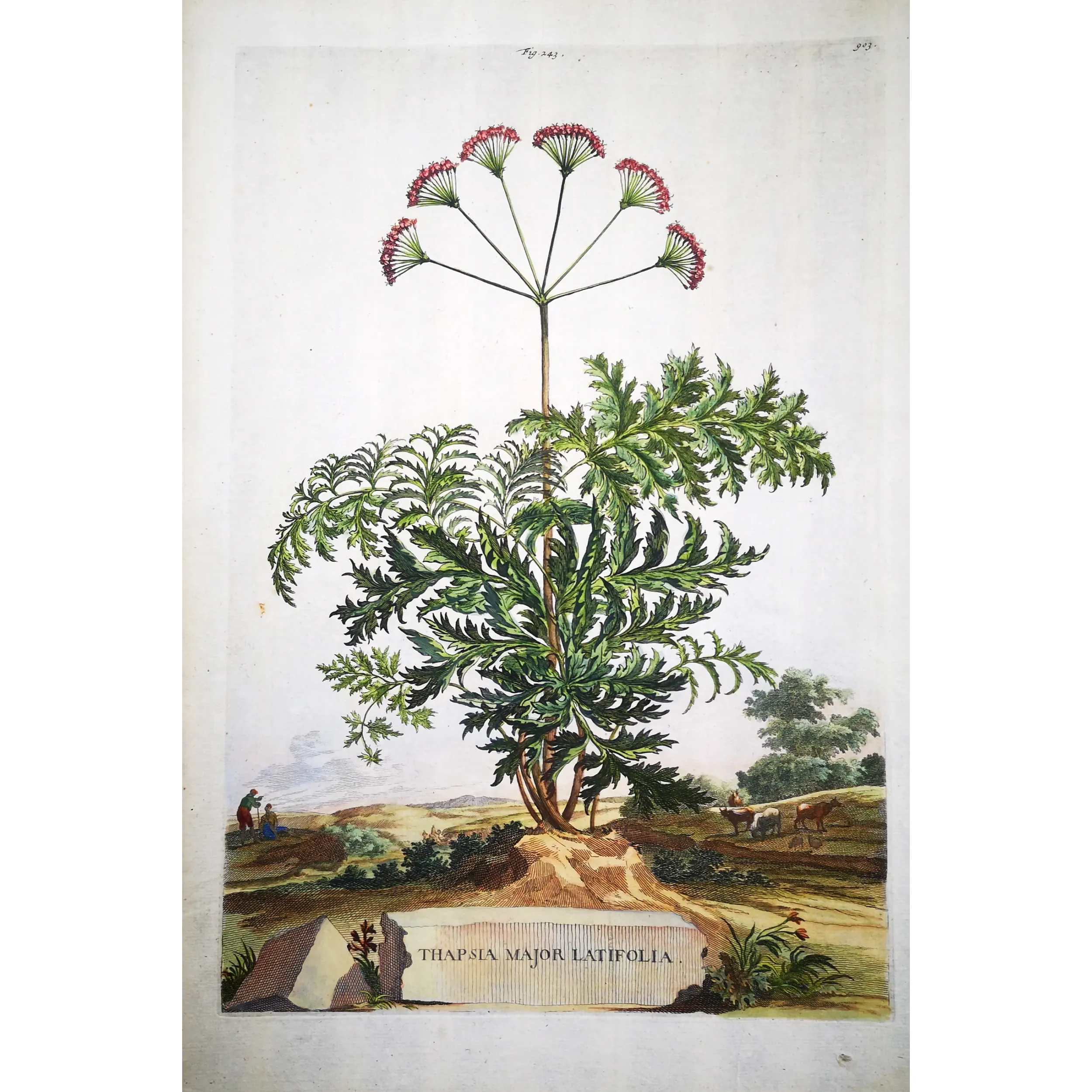 Thapsia Major – Munting Antique Botanical Engraving (1696)