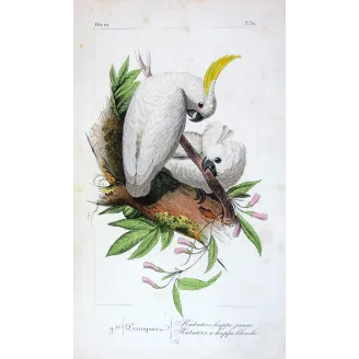 sulphur-crested-cockatoos-cacatua-galerita-antique-engraving-pauquet