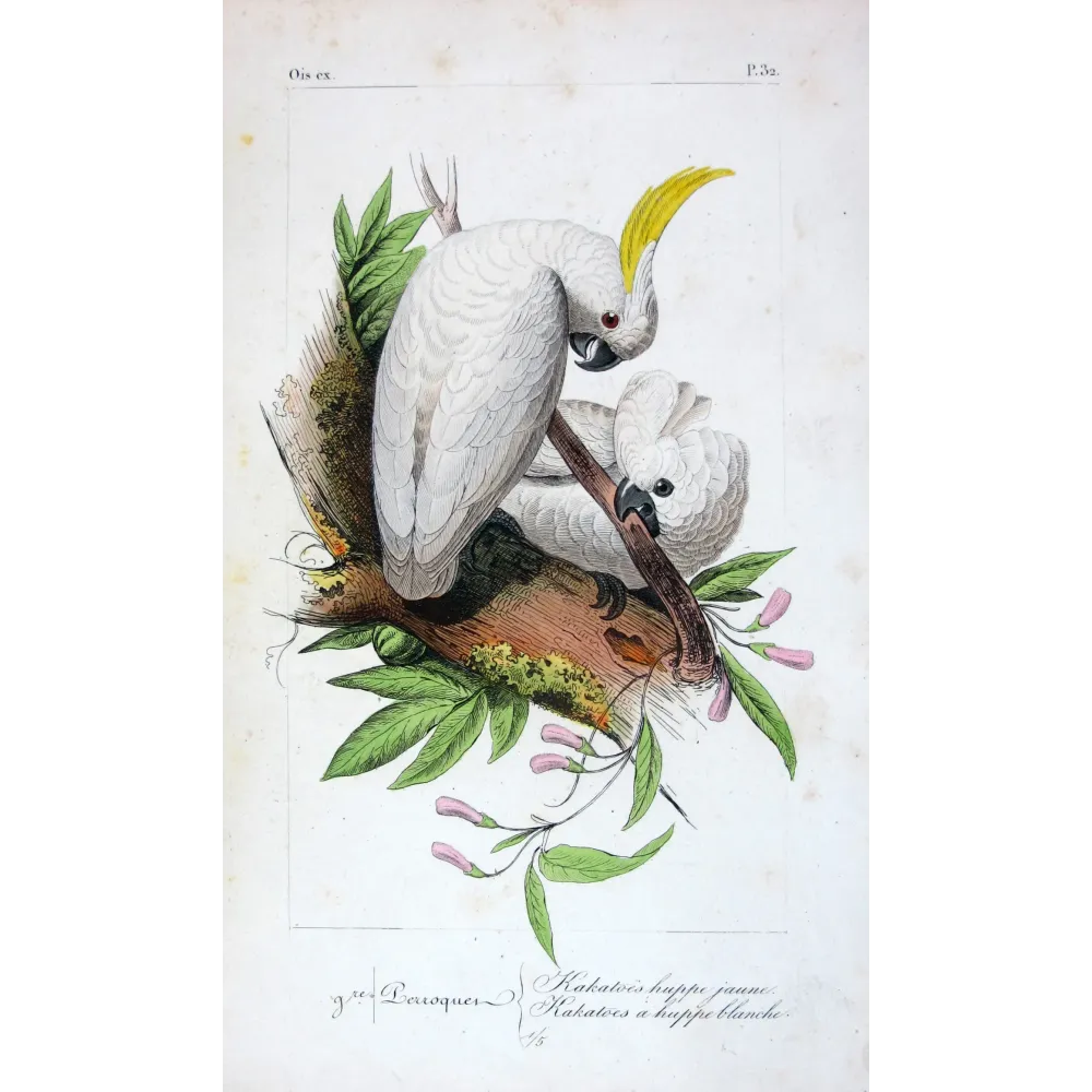 sulphur-crested-cockatoos-cacatua-galerita-antique-engraving-pauquet