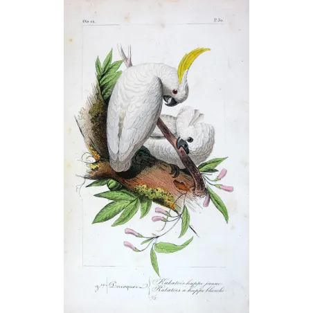 sulphur-crested-cockatoos-cacatua-galerita-antique-engraving-pauquet